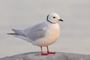 Zwierzęta i ptaki z arktycznymi deserami Zwierzęta i ptaki z arktycznymi deserami